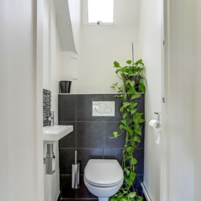 Groene liaan over een wit toilet