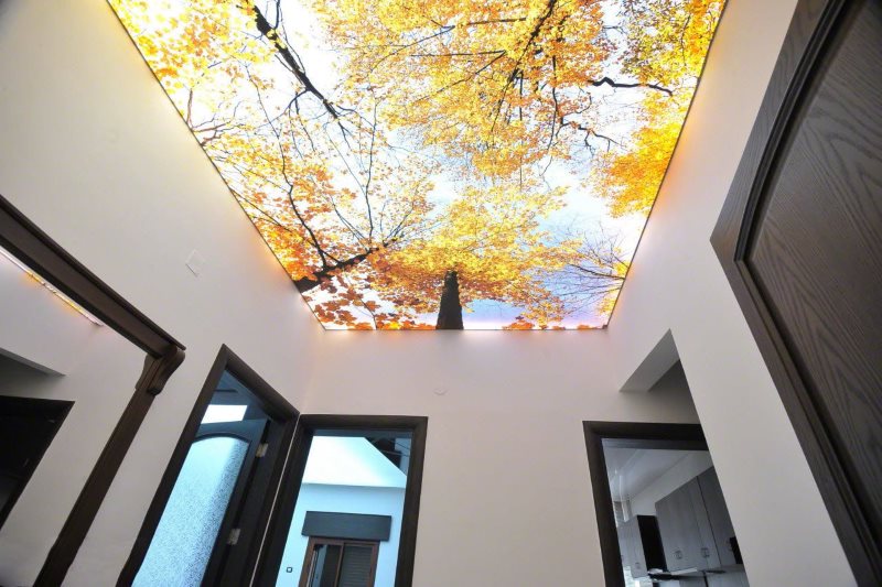 Photo printing of autumn forest on the ceiling of the corridor