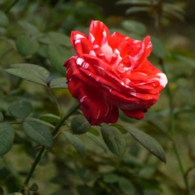 rozen voor het modelleren van decorideeën