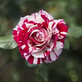 rozen voor decorideeën voor landschapsontwerp