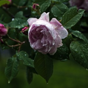 rozen voor decorideeën voor landschapsontwerp