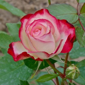 rozen voor landschapsontwerp interieurfoto