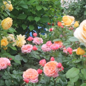 rozen voor landschapsontwerp foto-opties