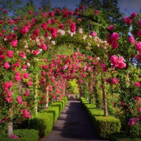 rozen voor landschapsontwerp ideeën ideeën