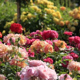 rozen voor landschapsfotosoorten