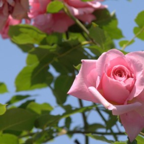 rozen voor landschapsfotosoorten