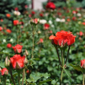 rozen voor landschapsarchitectuur ideeën soorten