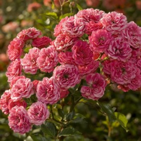 rozen voor landschapsontwerp