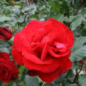 rozen voor foto-ideeën voor landschapsontwerp