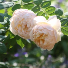 rozen voor landschapsdecor foto