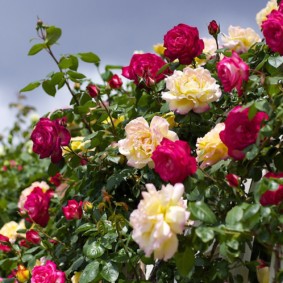 rozen in landschapsontwerp foto decor