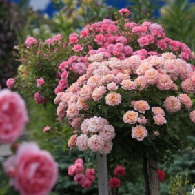 rozen in decorideeën voor landschapsontwerp