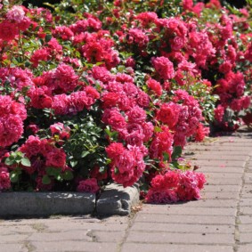 rozen in decorideeën voor landschapsontwerp