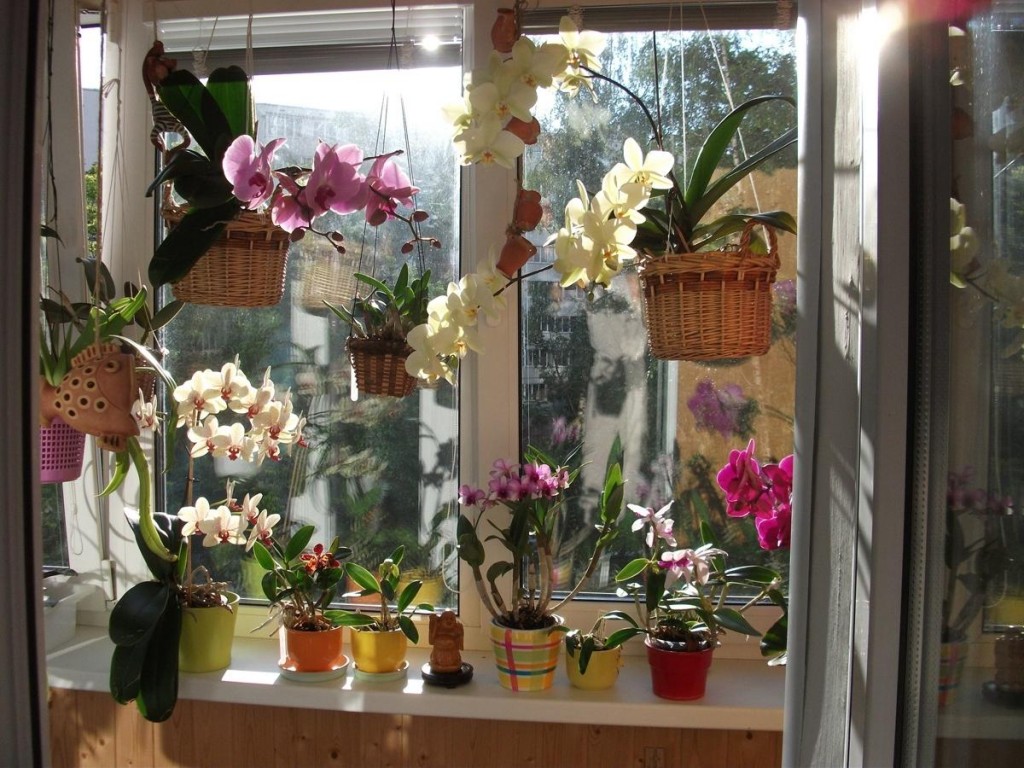 צמחים פורחים במרפסת עם חלון פלסטיק