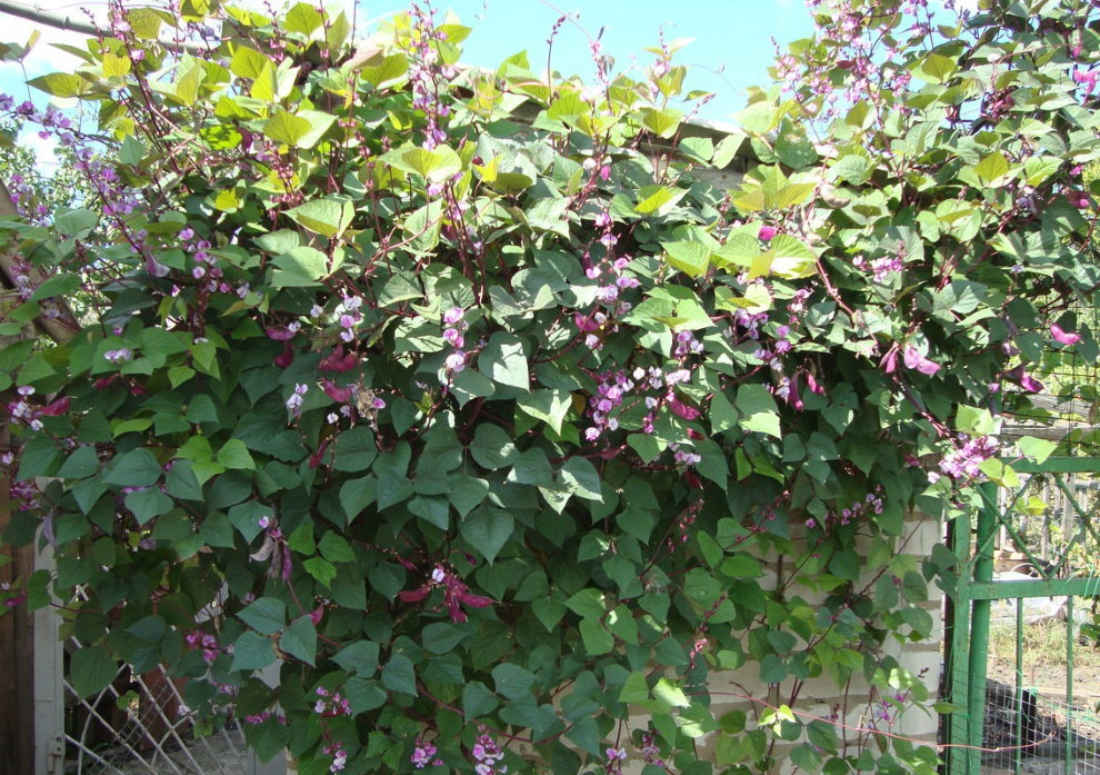 Small Pergola with Blooming Beans