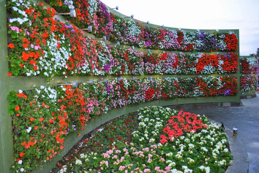 Fitostena de plantes à fleurs dans un chalet d'été