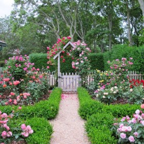 Vacker trädgård med blommande rosor