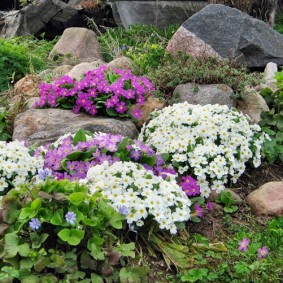 Blooming petunias among large boulders