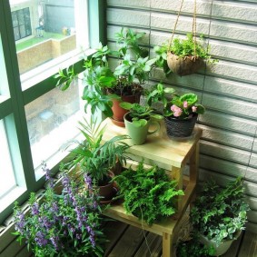 מרפסת הדירה עם צמחים ירוקים