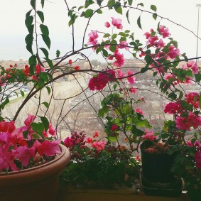 פרח יפה על אדן החלון בדירה