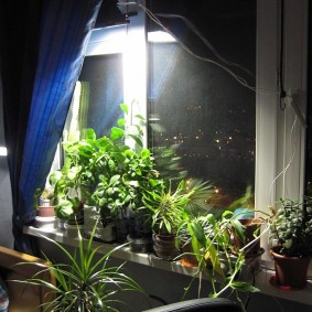 תאורת פרחים על אדן החלון בדירה