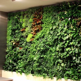 קיר ירוק של צמחים יומרות