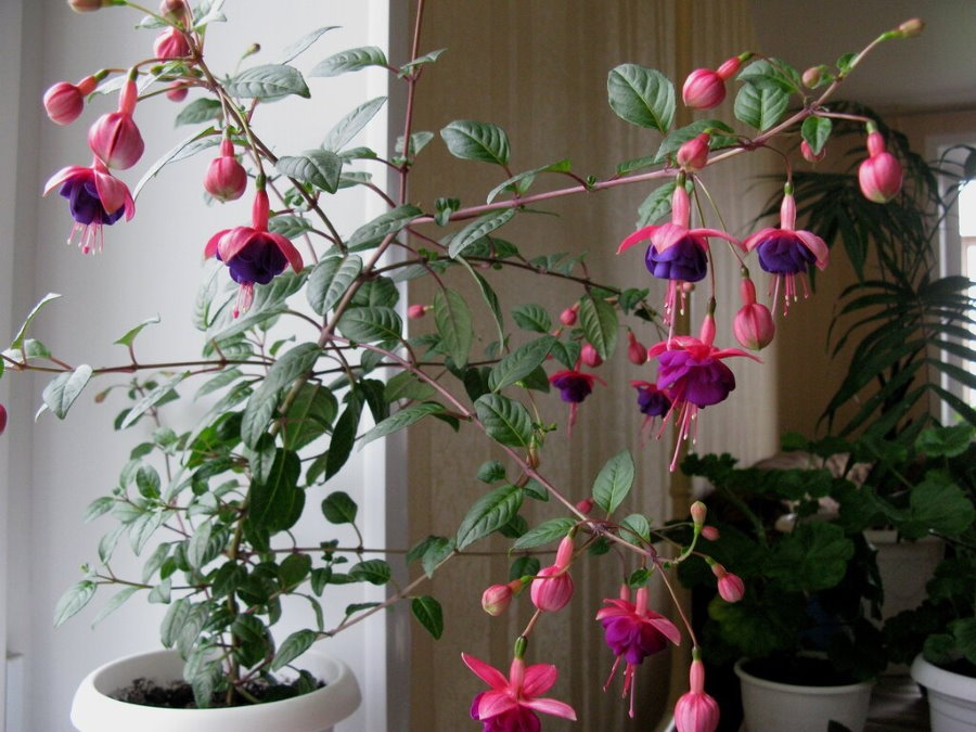 פרחי פוקסיה ורודים-סגולים בדירה