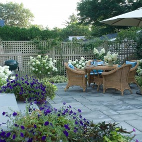 Trellised fence behind flowering hydrangea bushes