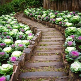 Cauliflower along the garden path