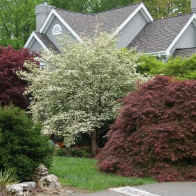Bahçe arsa üzerinde erken yaz aylarında çiçek açan ağaç