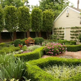 neatly cut plants of short stature