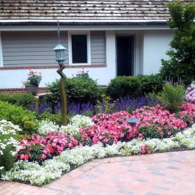 Roze en witte bloemen in het bloembed dichtbij het huis