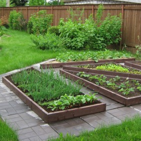 Beds with wooden sides and paths between them