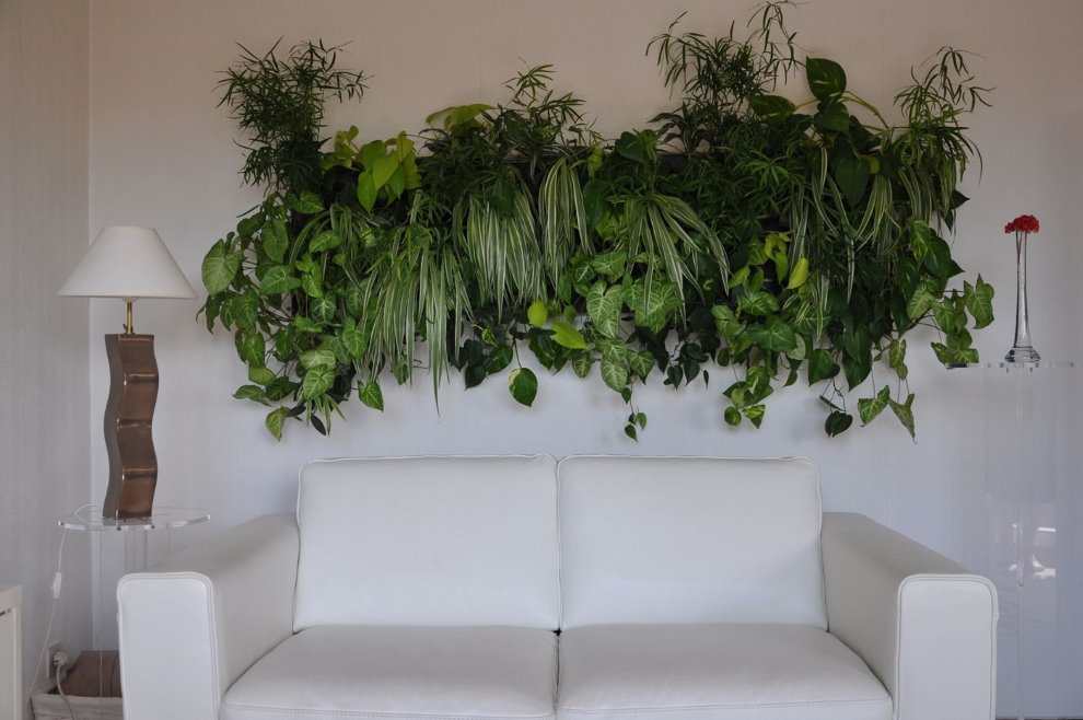Dzīvo augi viesistabā virs dīvāna