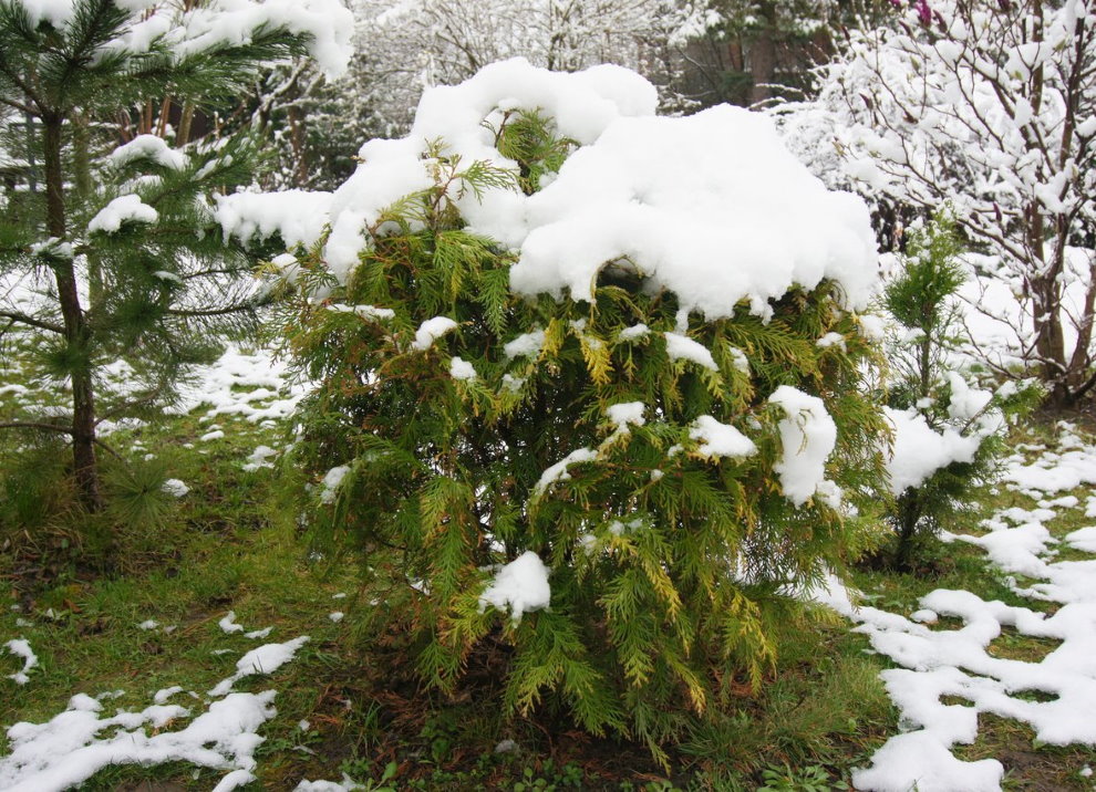 Neige blanche sur le dessus vert du thuya du jardin