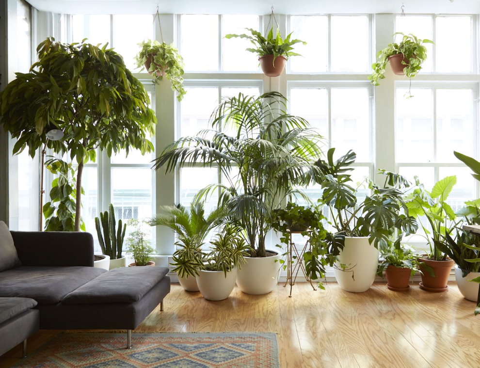 צמחים מקורה בגן החורף של דירת עיר