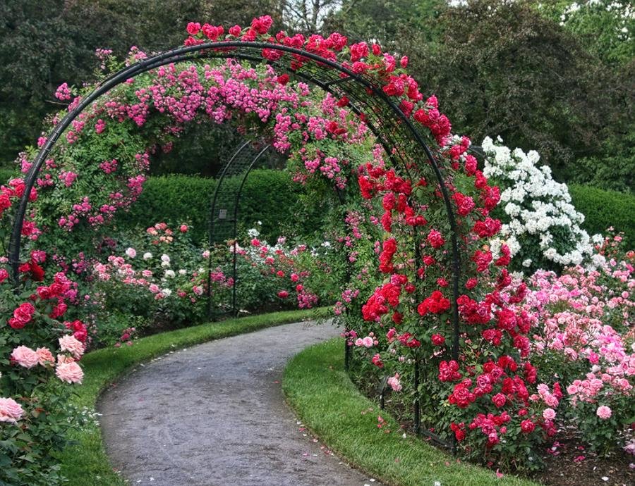 Верижни рози върху градинска арка от стоманена тръба