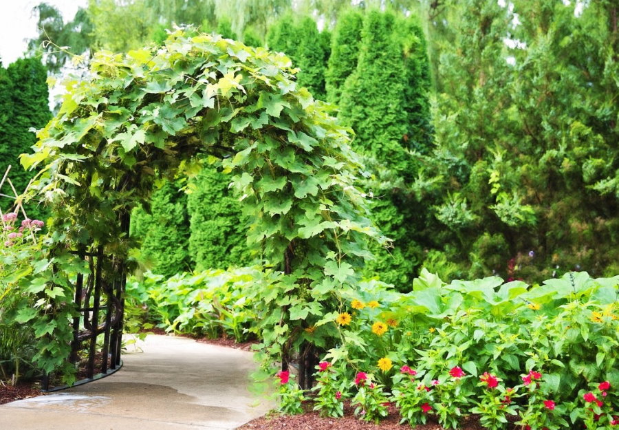 Separation of a plot by an arch with climbing plants