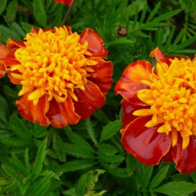 Güzel anemon tipi kadife çiçeği çiçek