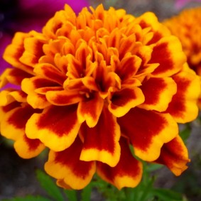 Karanfil kadife çiçeği türü büyük çiçek