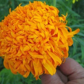 Kasımpatı Portakal Kadife Çiçeği