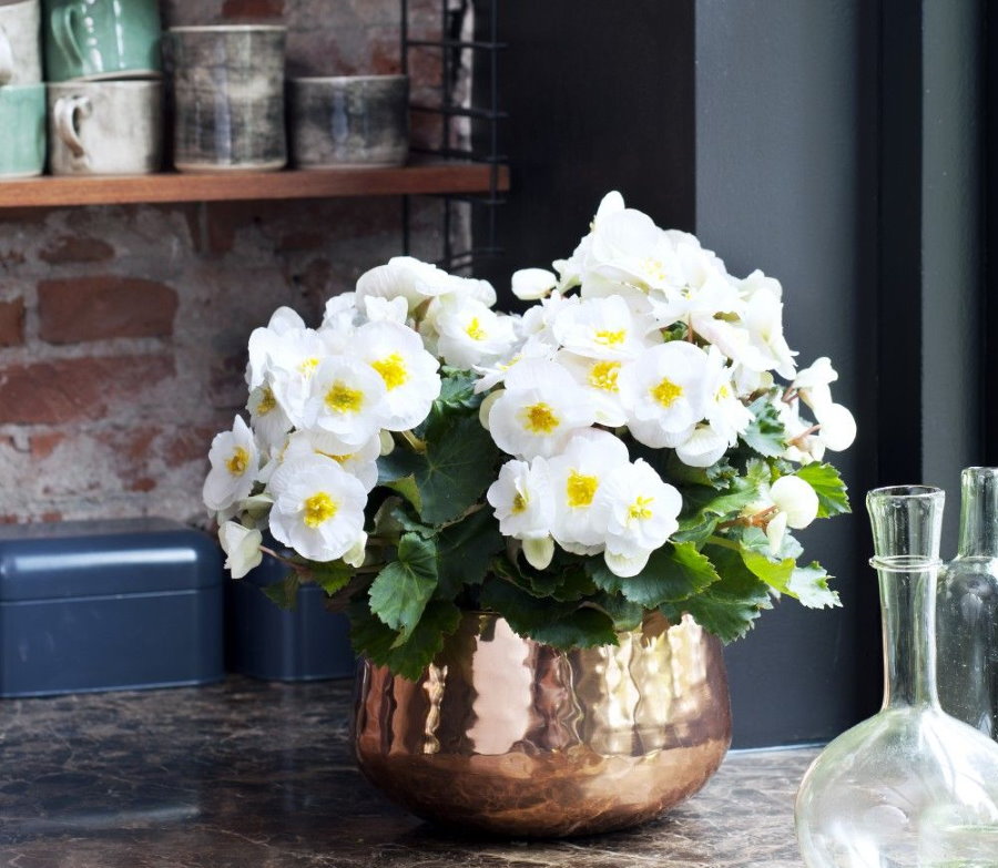 Witte begonia bloemen in een schitterende pot