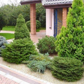 Coniferous plants on a flower bed with gravel