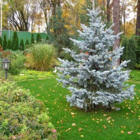 Blue spruce at the age of ten