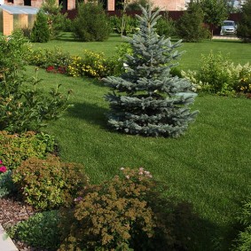Small tree in the center of a green lawn