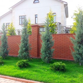 Coniferous plants in front of a brick fence