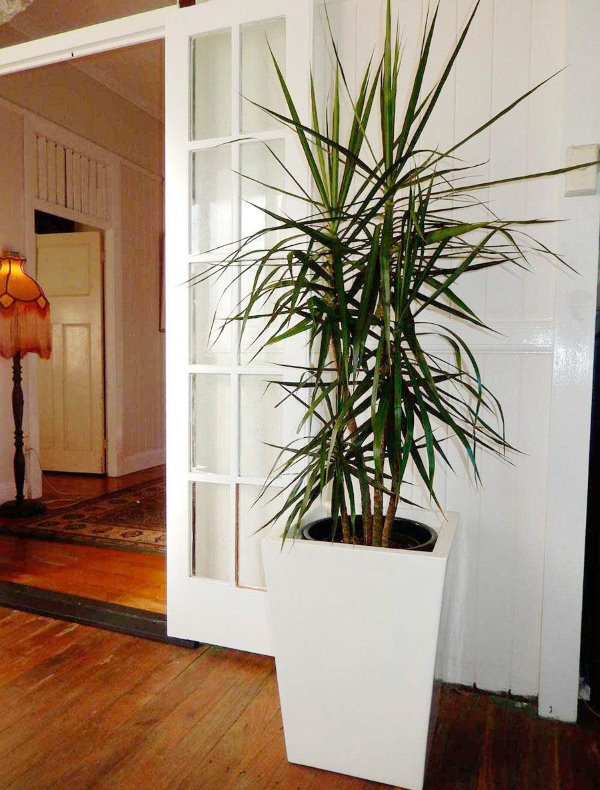 Hoge struik van dracaena in de hal van het appartement