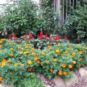 Erken Yaz aylarında Çiçekli Marigolds