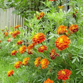 Ülke arsa üzerinde uzun boylu marigolds