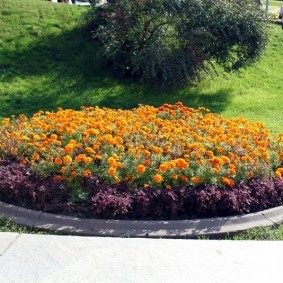 Dik kadife çiçeği ile yuvarlak flowerbed